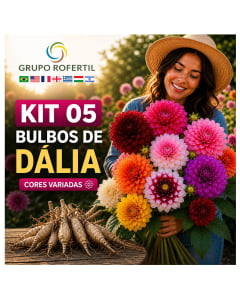 Kit 05 Bulbos Dália Cores Variadas – Comece Seu Jardim Hoje